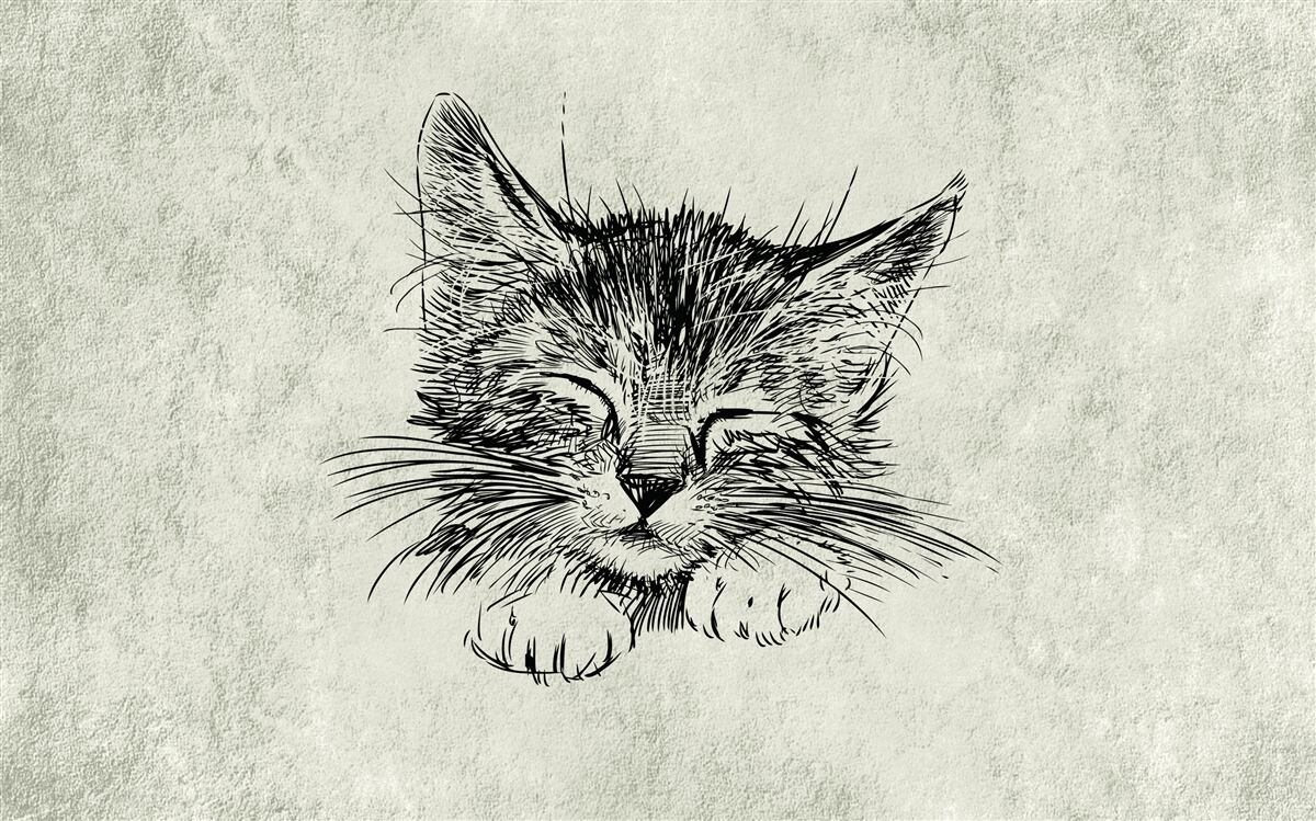 Fototapeten Das Foto zeigt eine Katze mit geschlossenen Augen