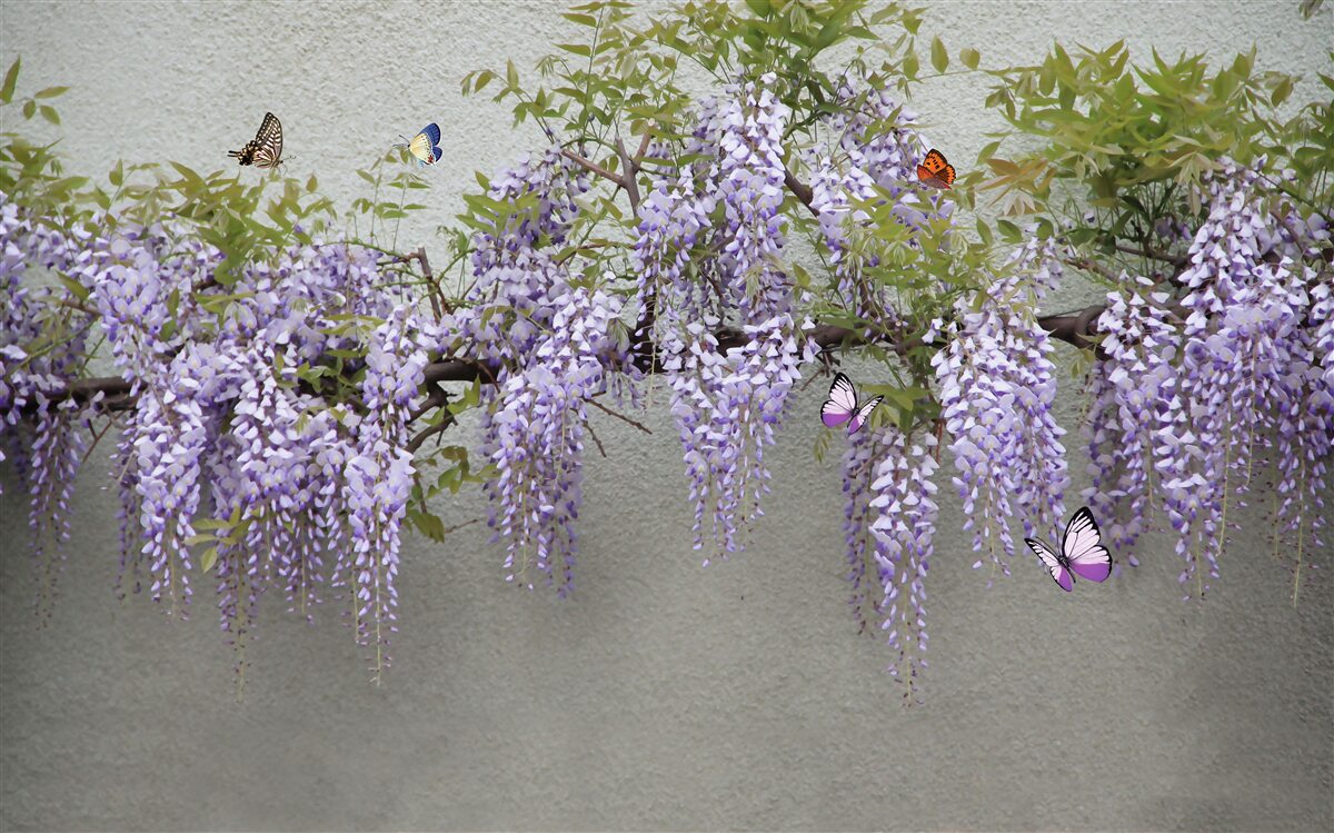 Fototapeten Schmetterlinge fliegen um lila Blumen herum