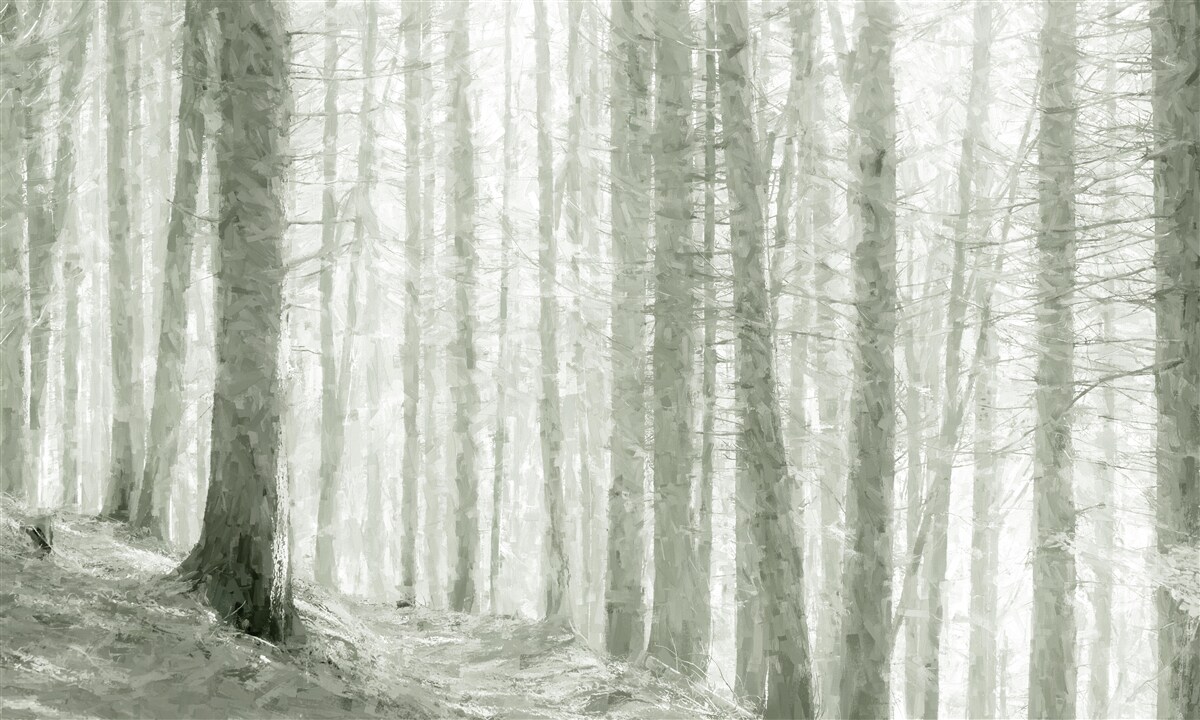 Fototapeten Viele Bäume wachsen im Wald