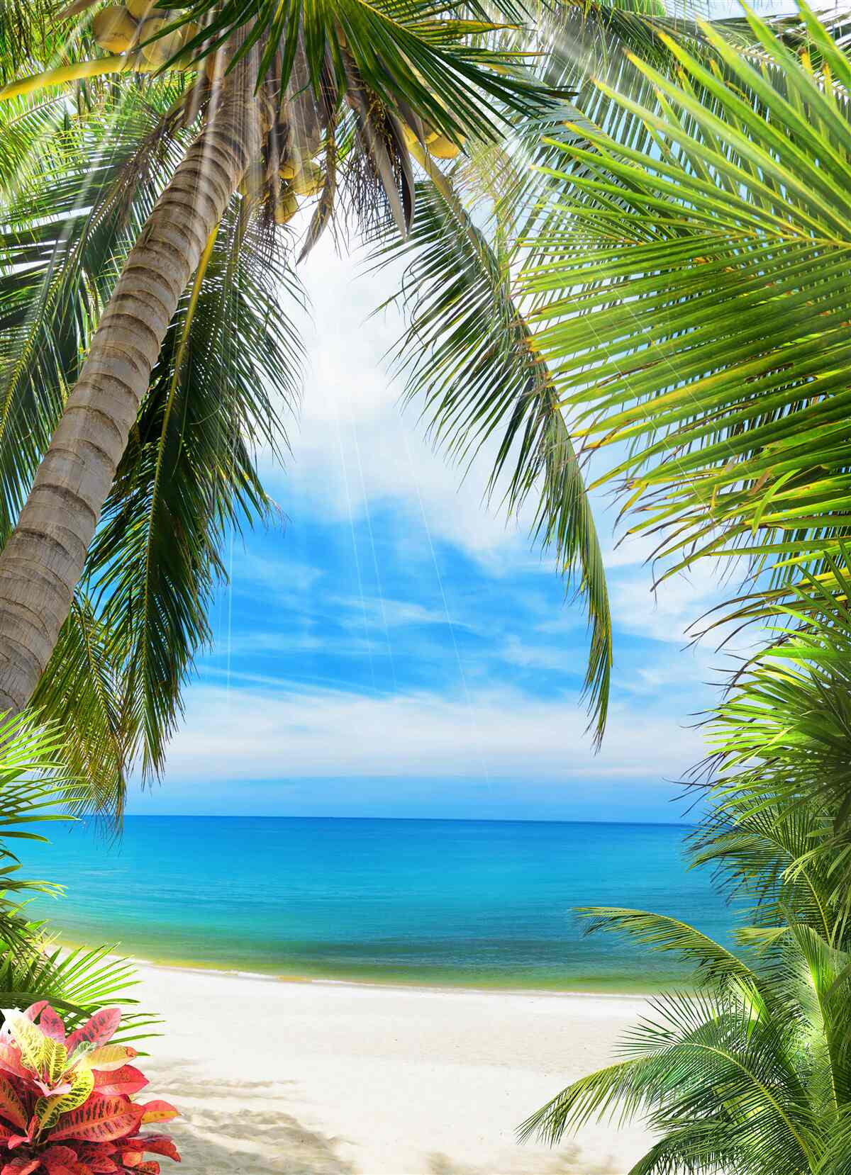 Fototapeten Wege zum Meer durch Palmen