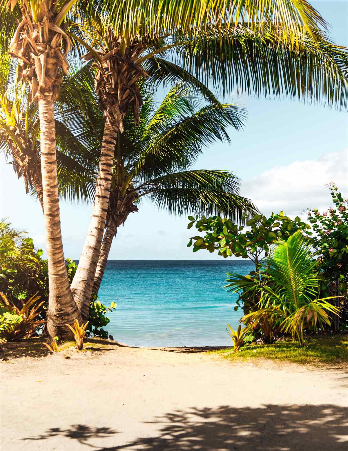 Fototapeten Bäume und Sträucher am Strand