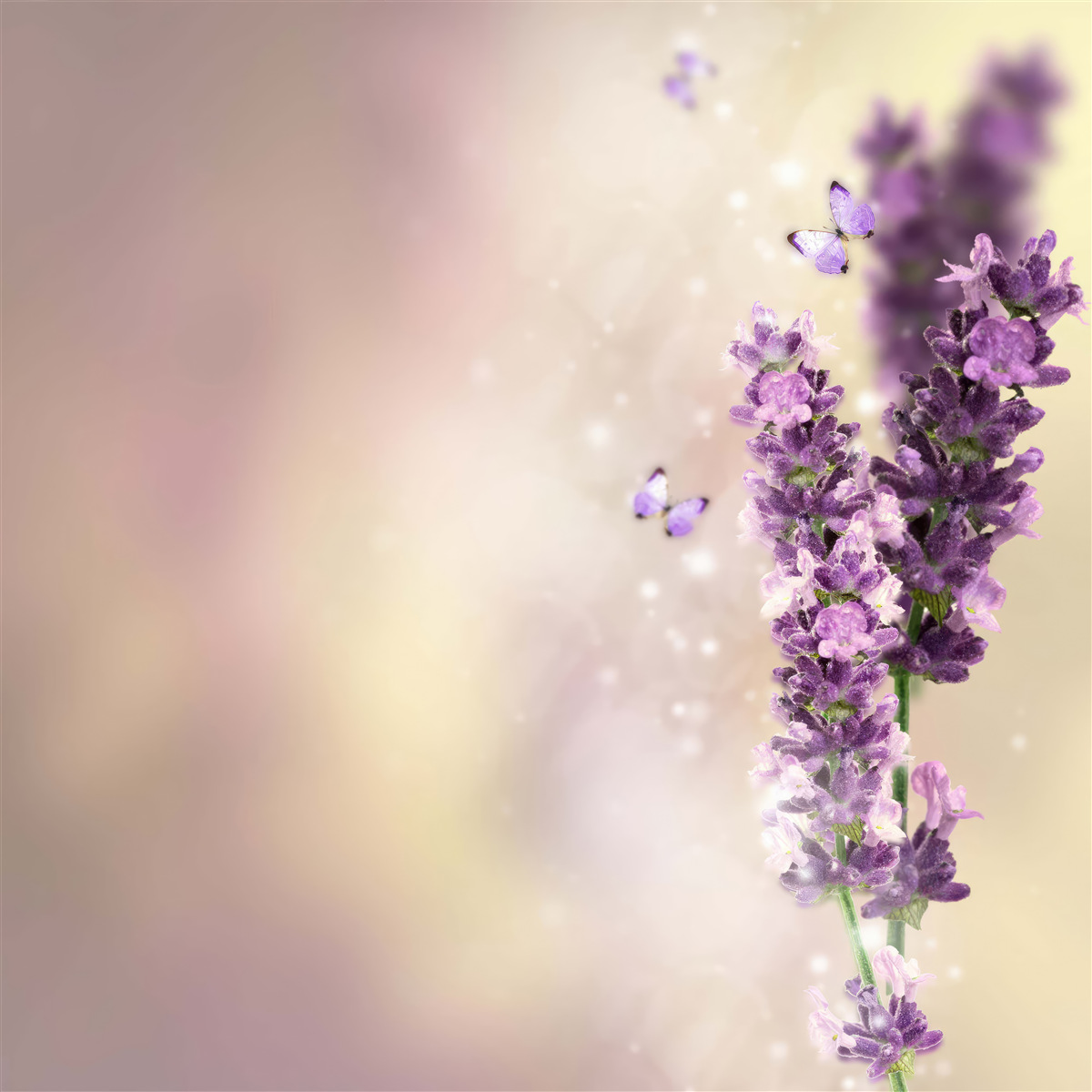 Fototapeten Lavendel umgeben von flatternden Schmetterlingen