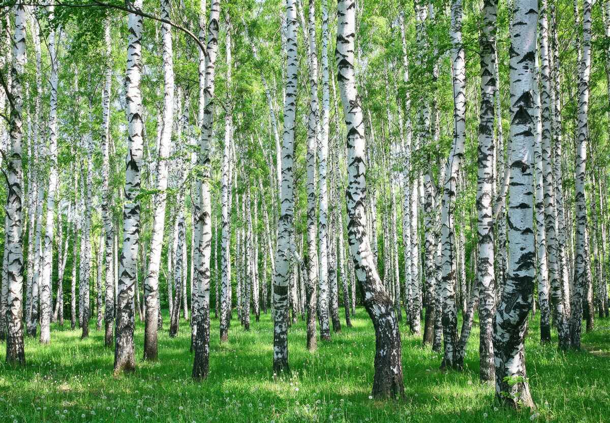 Fototapeten Frühling Brzozowy Wald