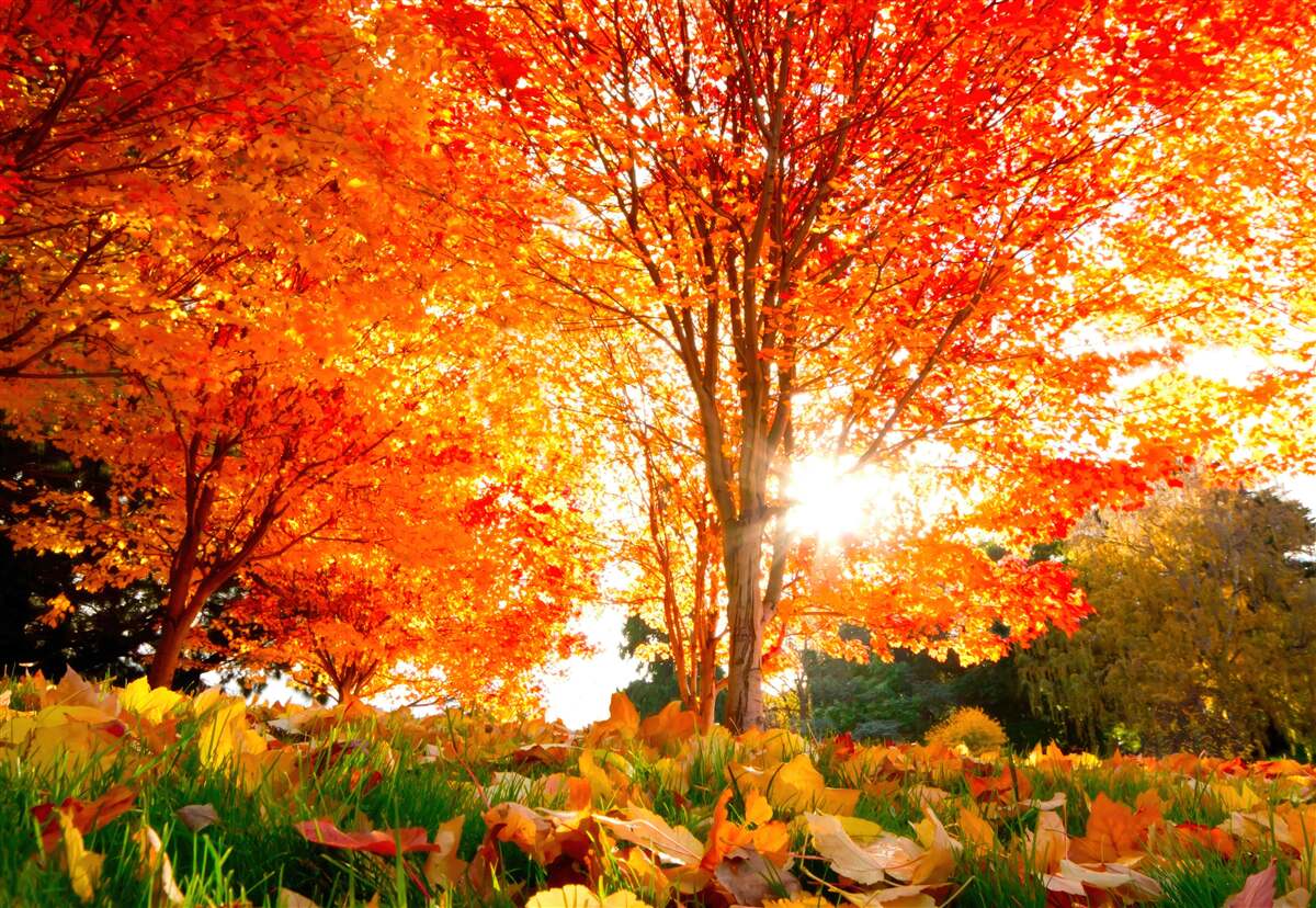 Fototapeten Ein Wald voller Herbstfarben