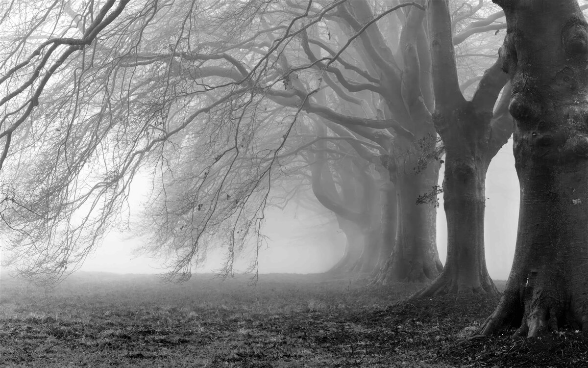 Fototapeten mit Bäumen bedeckte Nebelwald