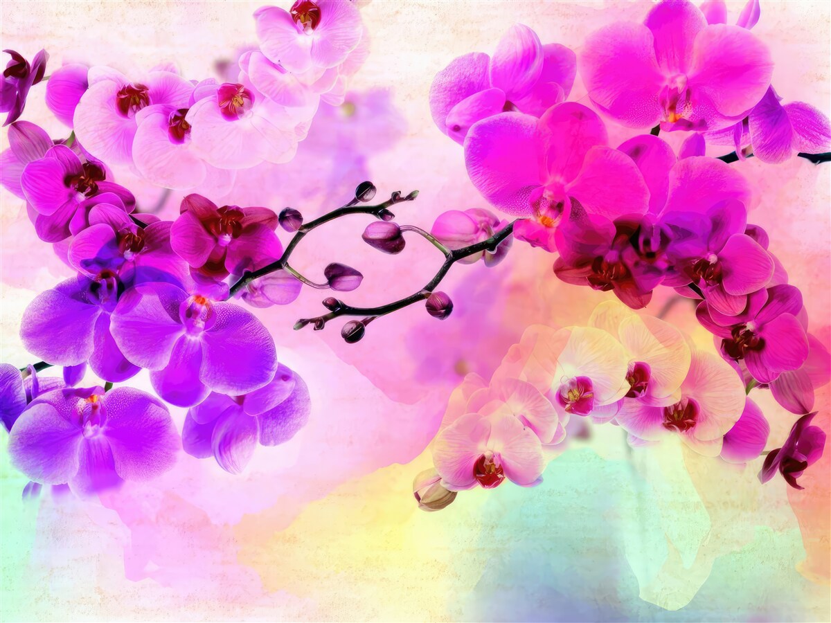 Fototapeten Orchidee in allen Regenbogenschattierungen