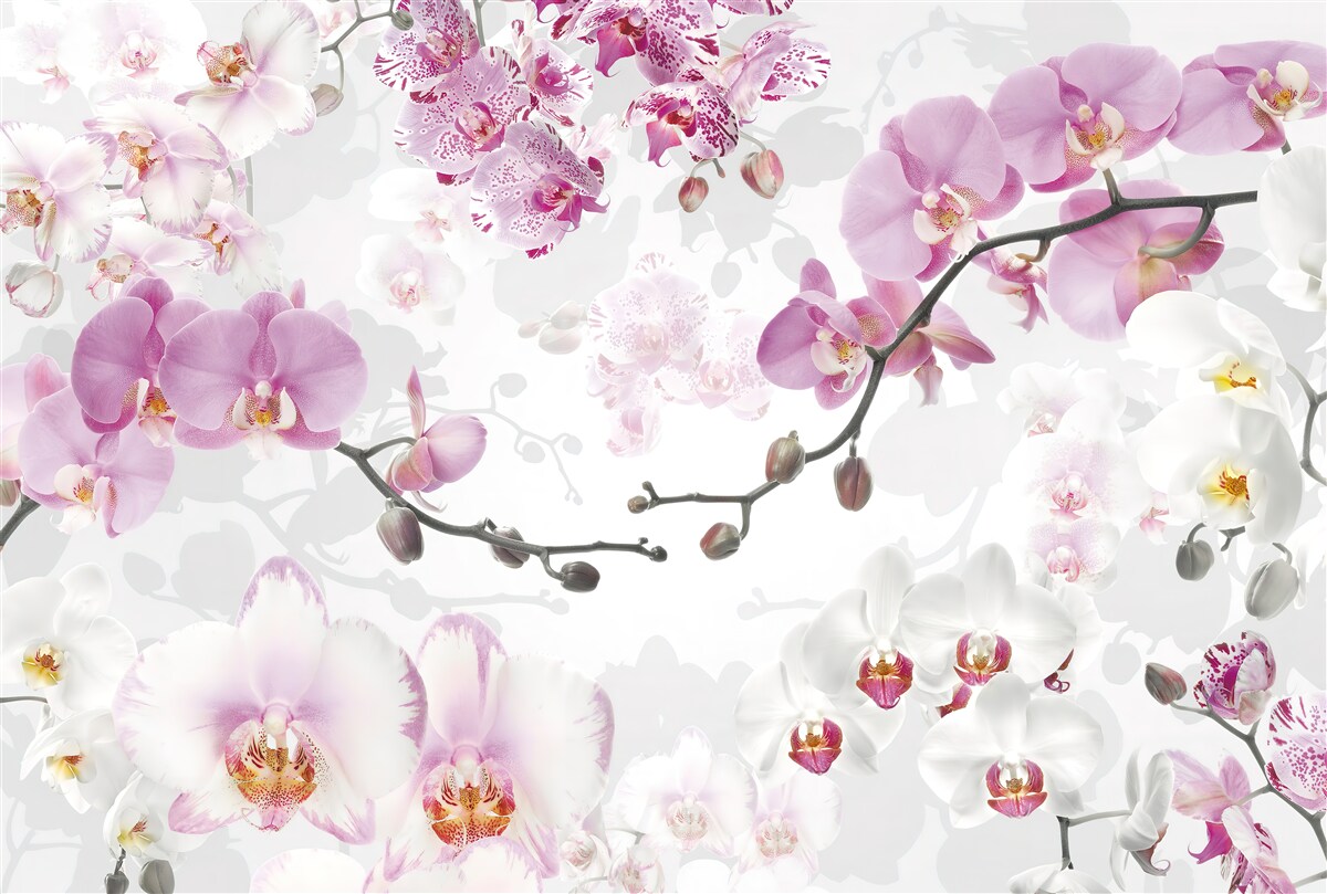 Fototapeten Orchideenzweige
