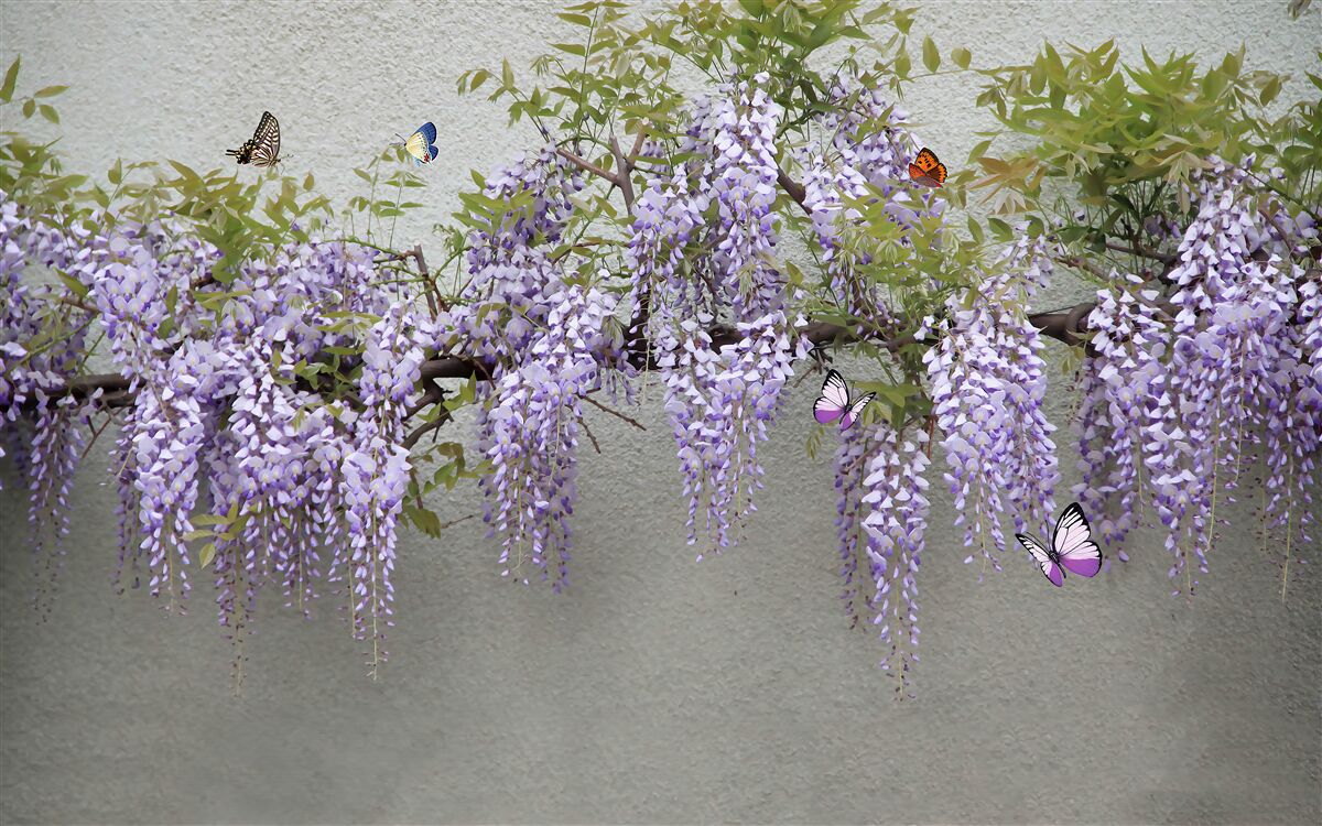 Fototapeten Zweig mit lila Blüten und flatterenden Schmetterlingen