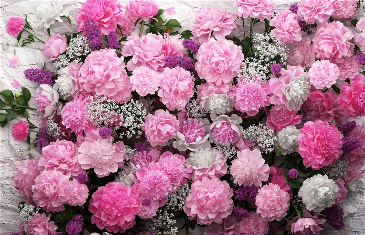 Fototapeten Eine große Anzahl rosa Pfingstrosen
