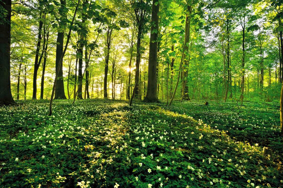 Fototapeten Glade in einem Wald mit Blumen bedeckt