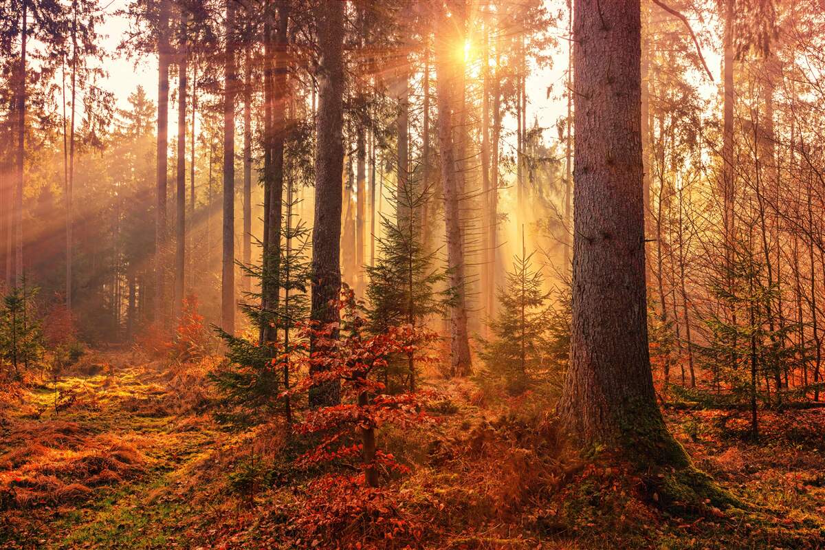 Fototapeten Die Sonnenstrahlen durchdringen durch den Herbstwald