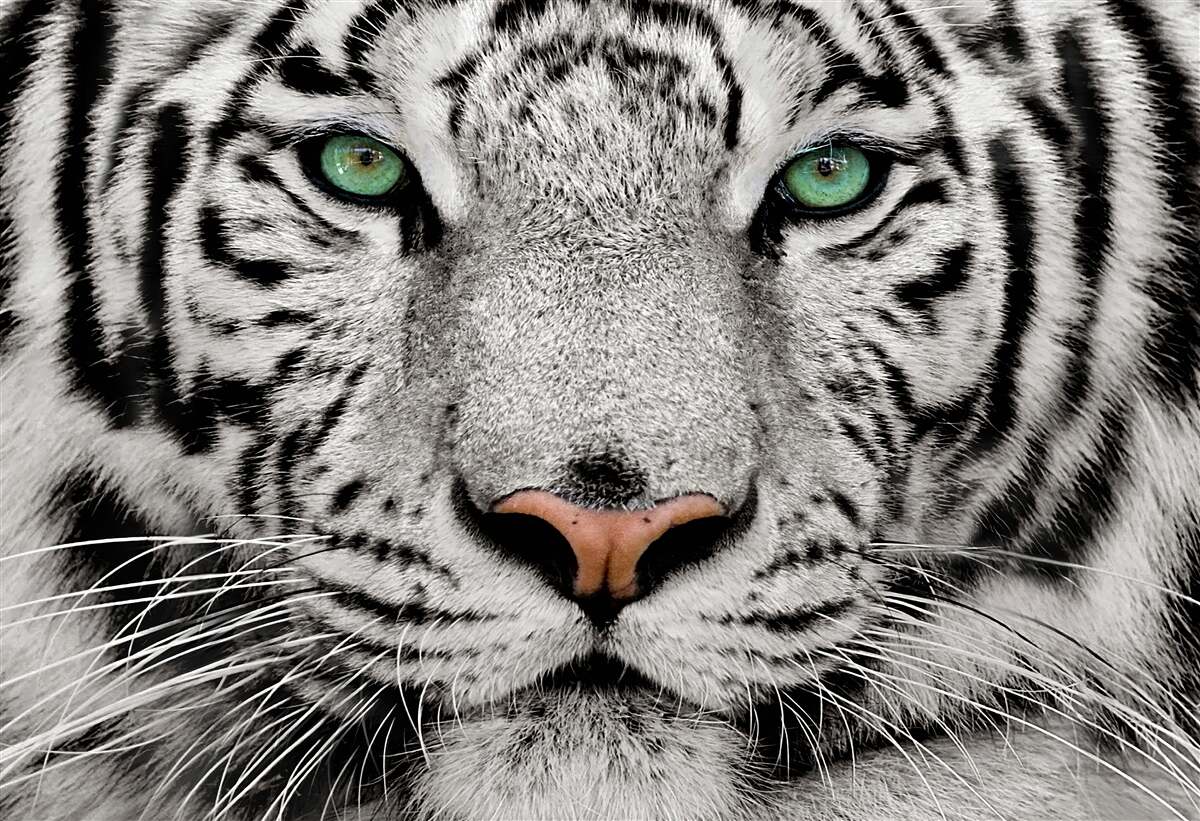 Fototapeten Weißer Tiger aus nächster Nähe