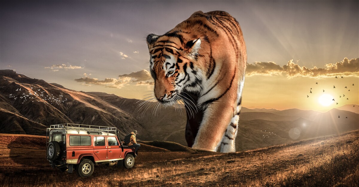Fototapeten Ein großer Tiger beobachtet das Auto