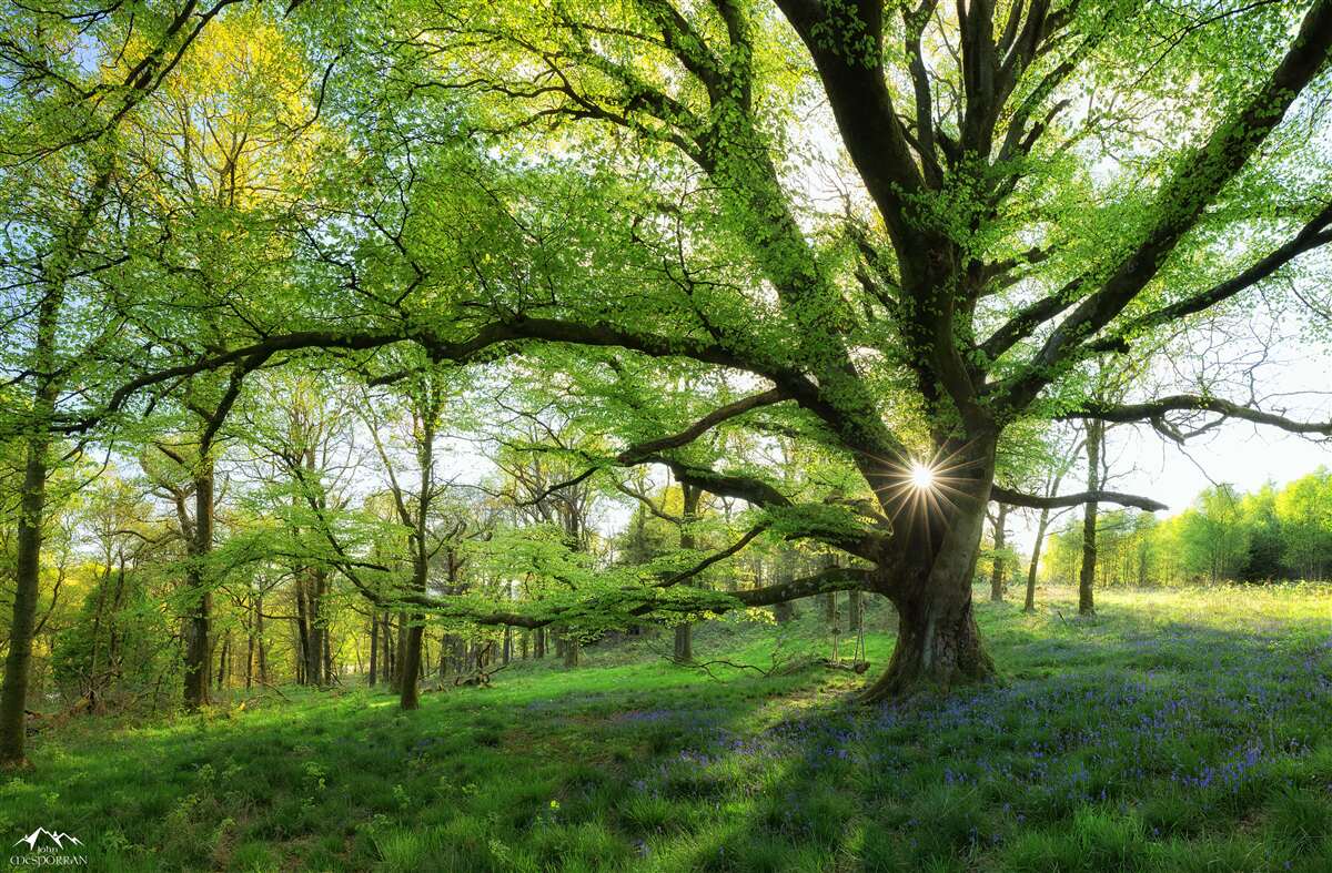 Fototapeten Schöner grüner Wald