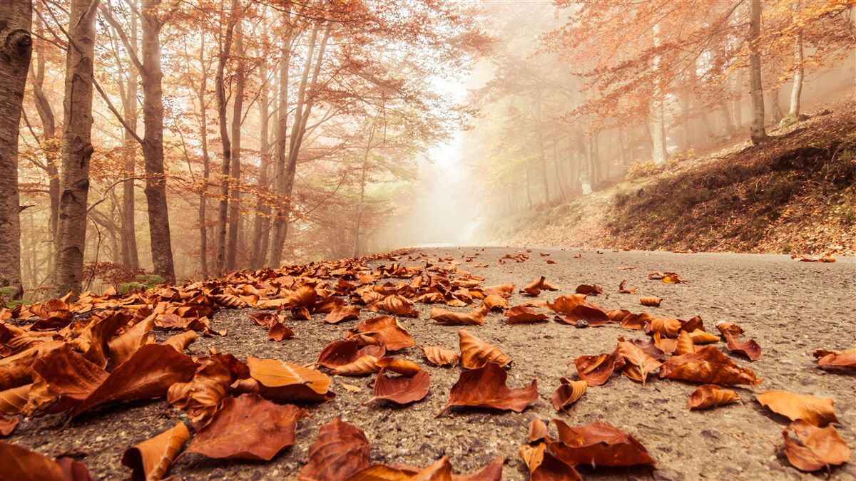 Fototapeten Die Blätter liegen wie ein goldener Teppich
