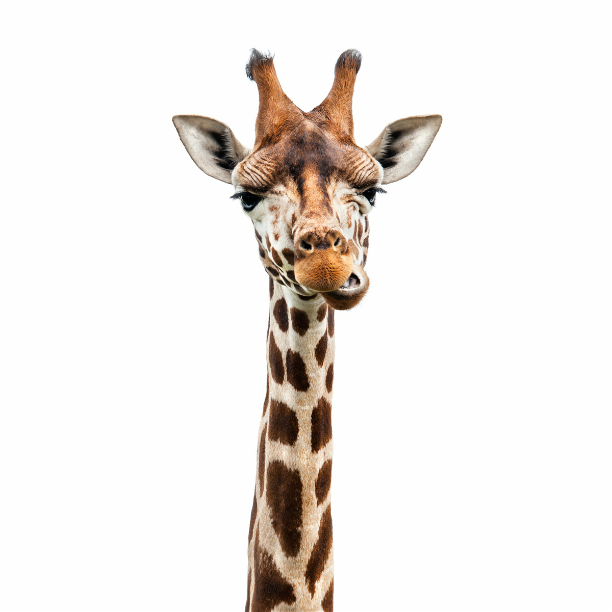 Fototapeten Ein ungewöhnlicher Ausdruck im Gesicht der Giraffe