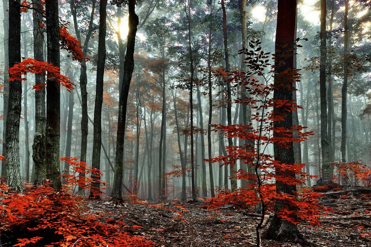 Fototapeten Wald ohne Blätter im Herbst