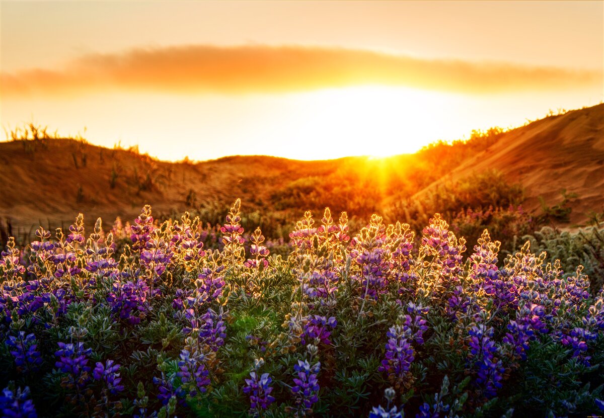 Fototapeten Feldblumen vor dem Hintergrund der untergehenden Sonne