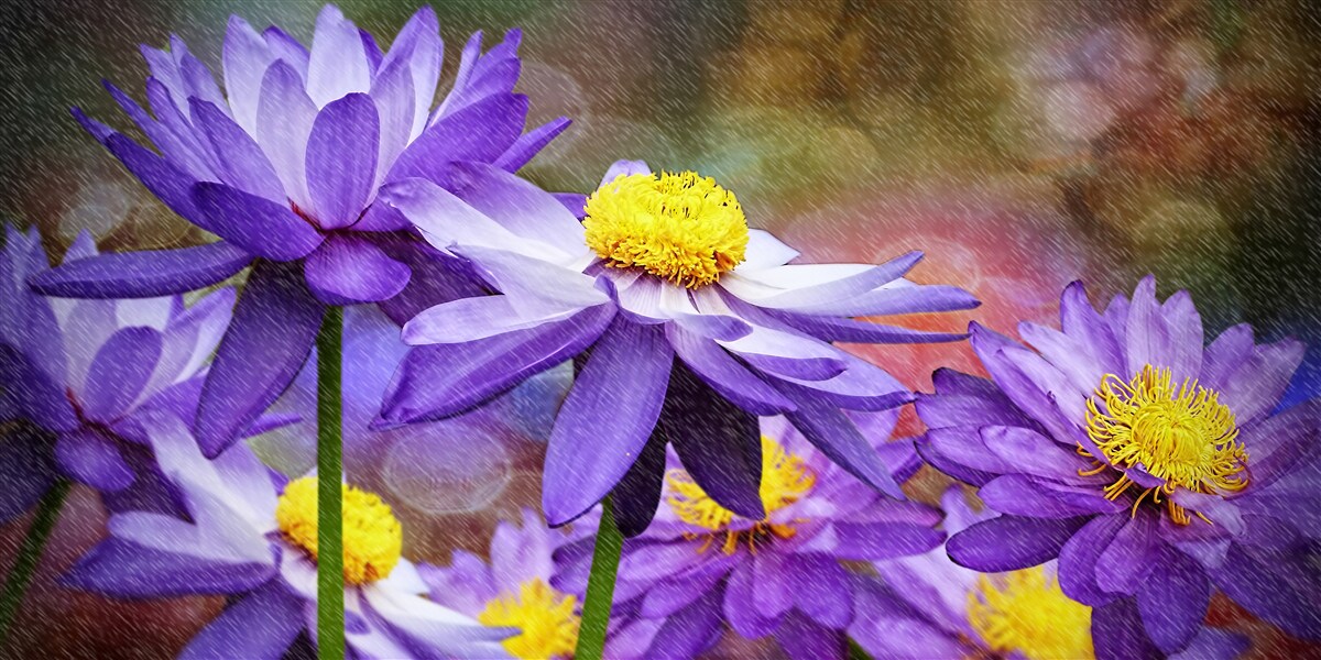 Fototapeten lila Blüten mit einem gelben Agenten