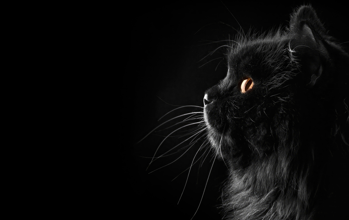 Fototapeten schwarze Katze auf einem dunklen Hintergrund