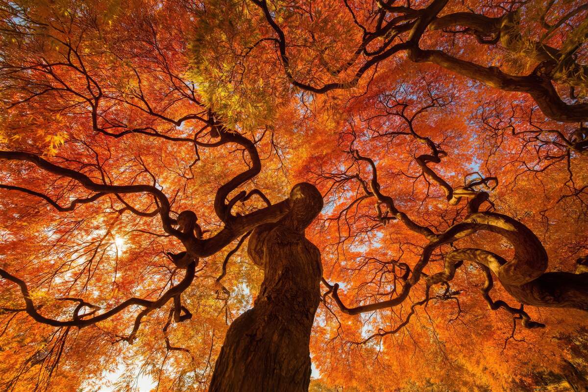 Fototapeten Ansicht von unten zum Baum im Herbst