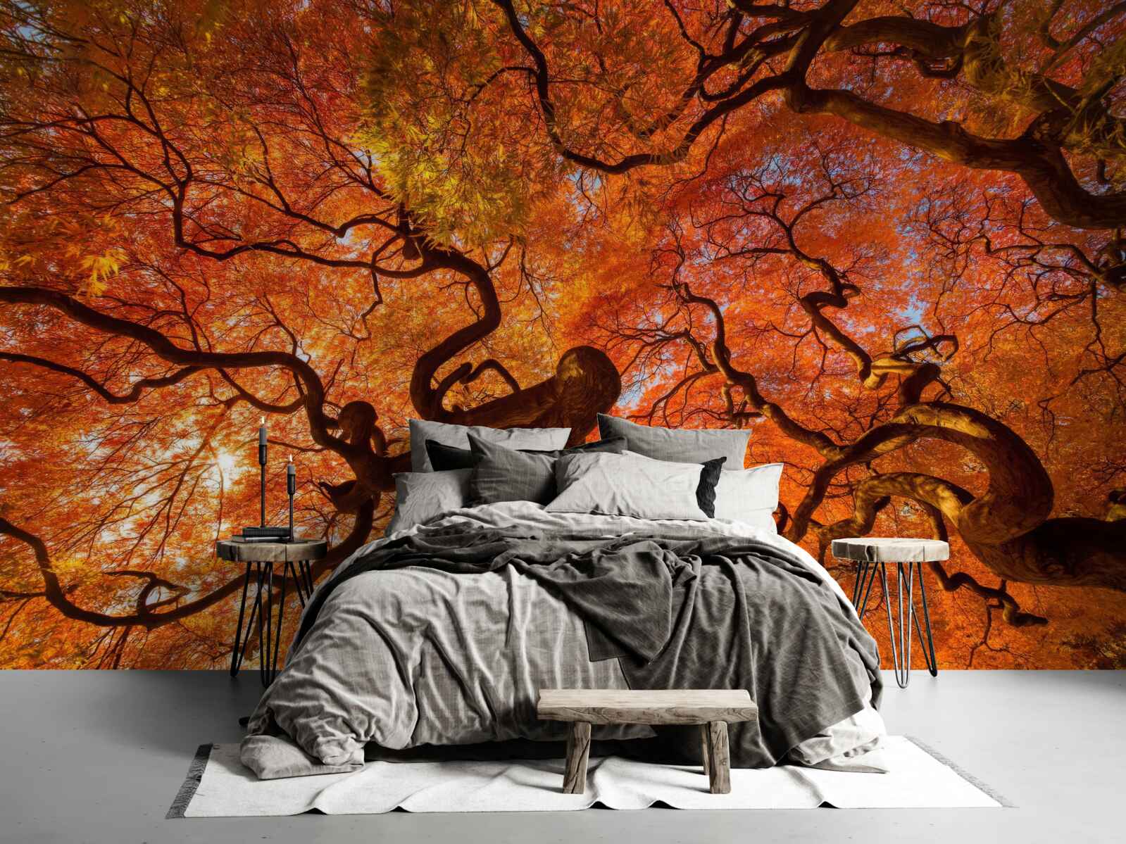 Fototapeten Ansicht von unten zum Baum im Herbst