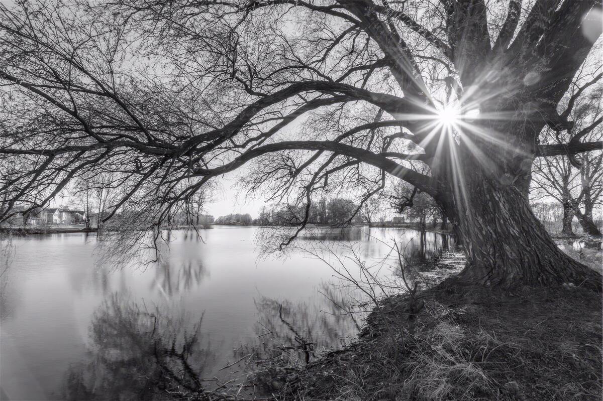 Fototapeten Der Sonnenstrahl bricht durch die Äste des Baumes in der Nähe des Wassers