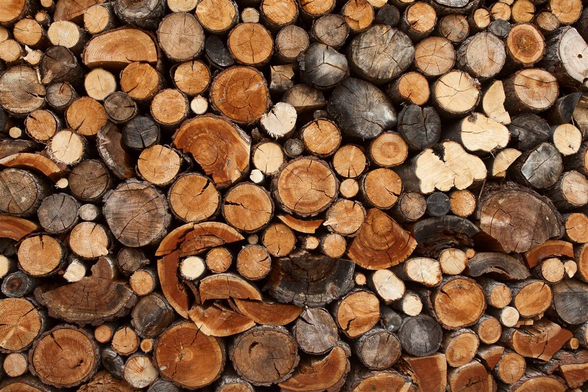 Fototapeten Verschiedene Holzstämme