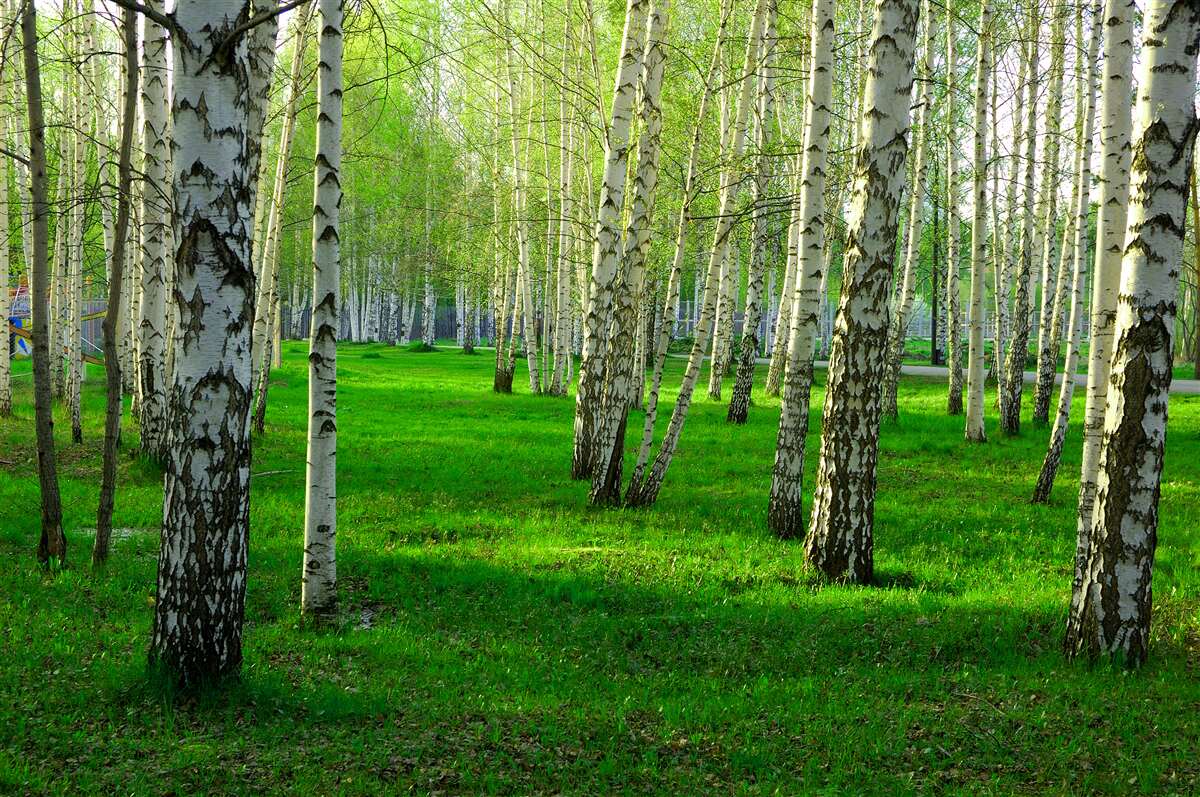 Fototapeten Grünes Gras und Bäume