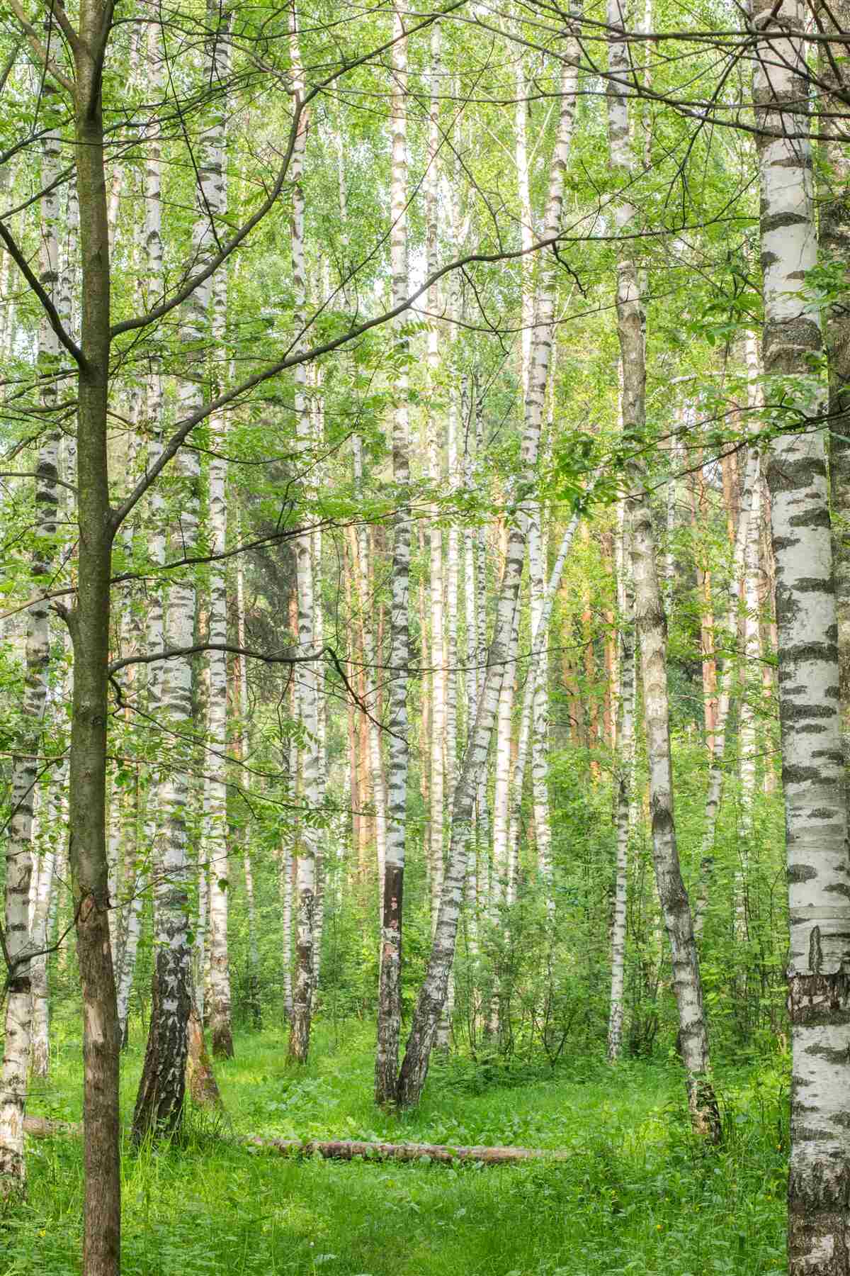 Fototapeten Der Wald bedeckt mit Birken dicht bedeckt