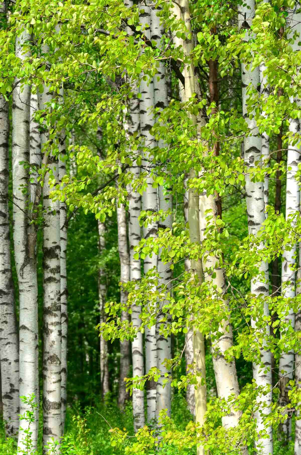 Fototapeten Birkenwald
