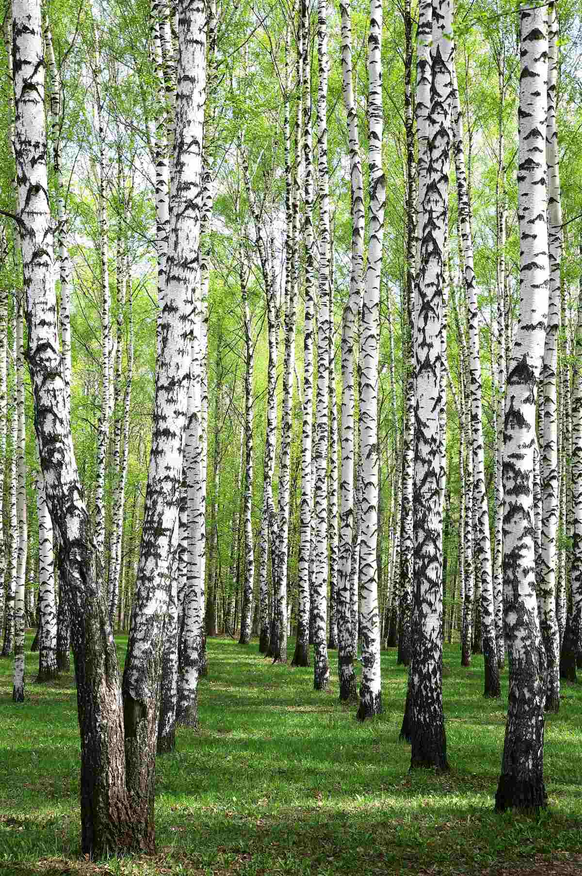Fototapeten Schöner Birkenwald