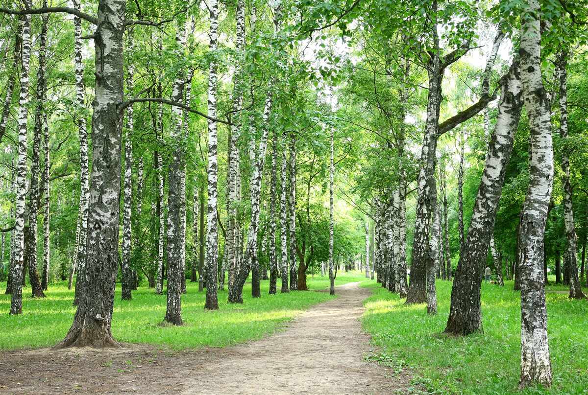 Fototapeten Weg führt zu Gaju