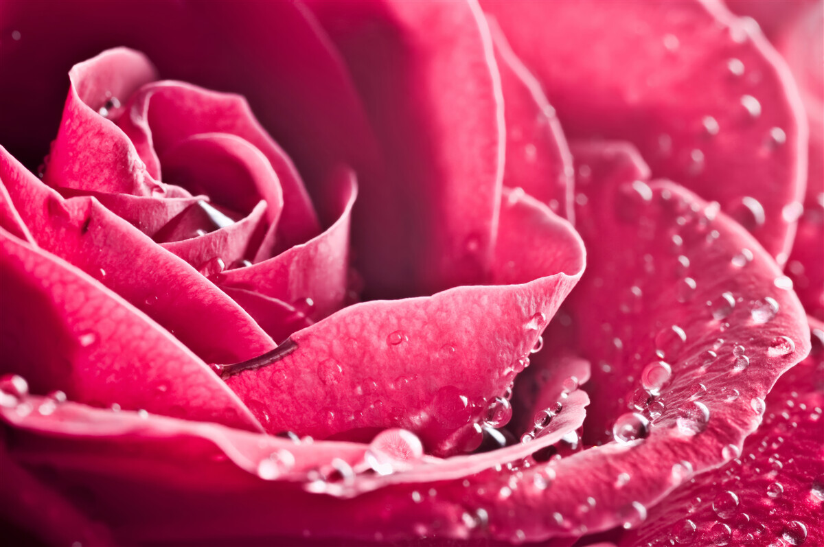 Fototapeten Eine große Rose mit Feuchtigkeitstropfen