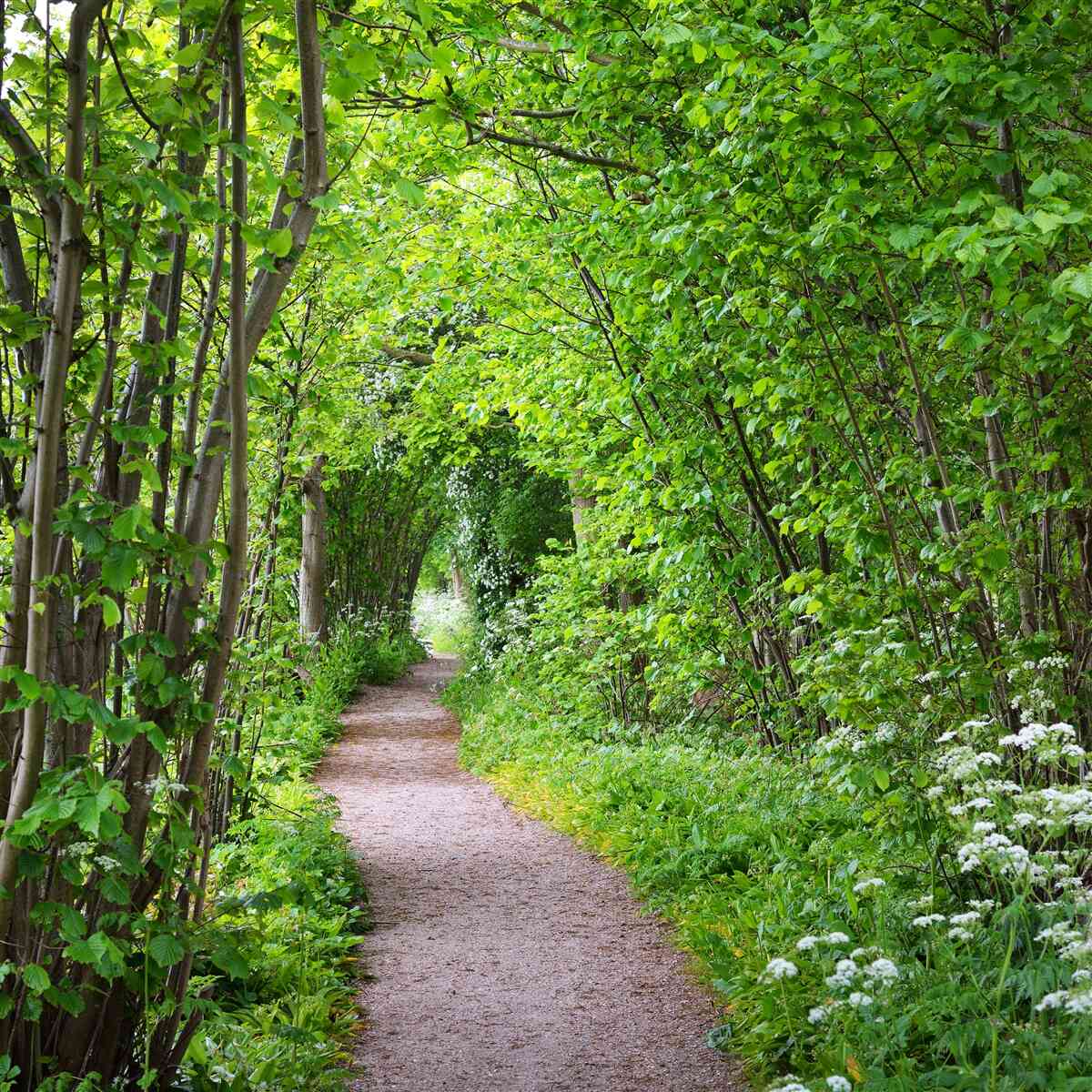 Fototapeten Weg durch einen dichten Smaragdwald
