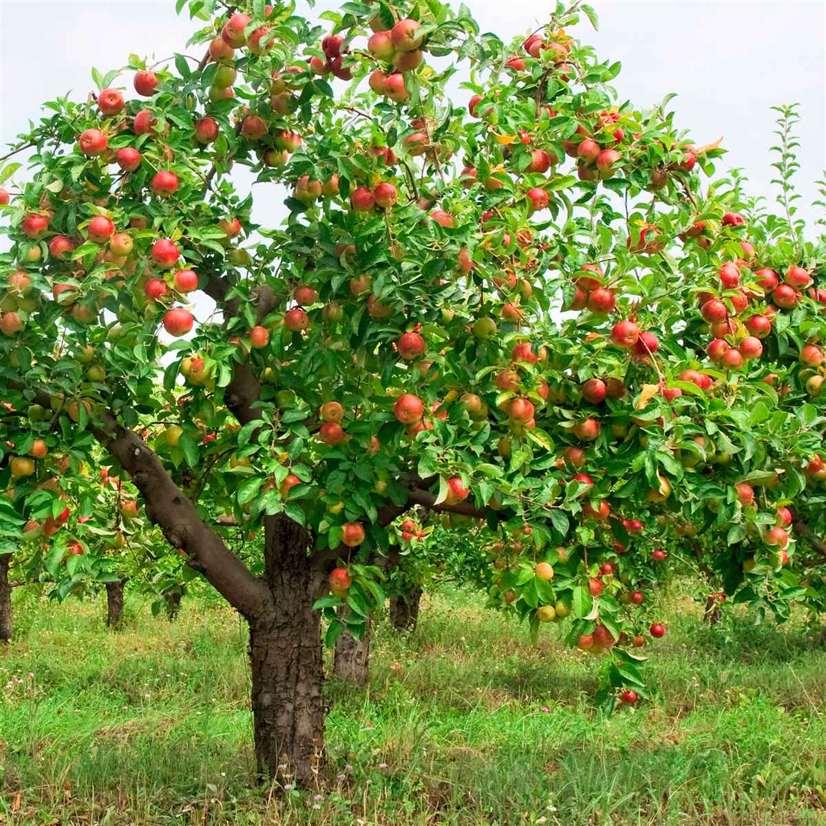 Fototapeten Apfelbaum, der Frucht freigab