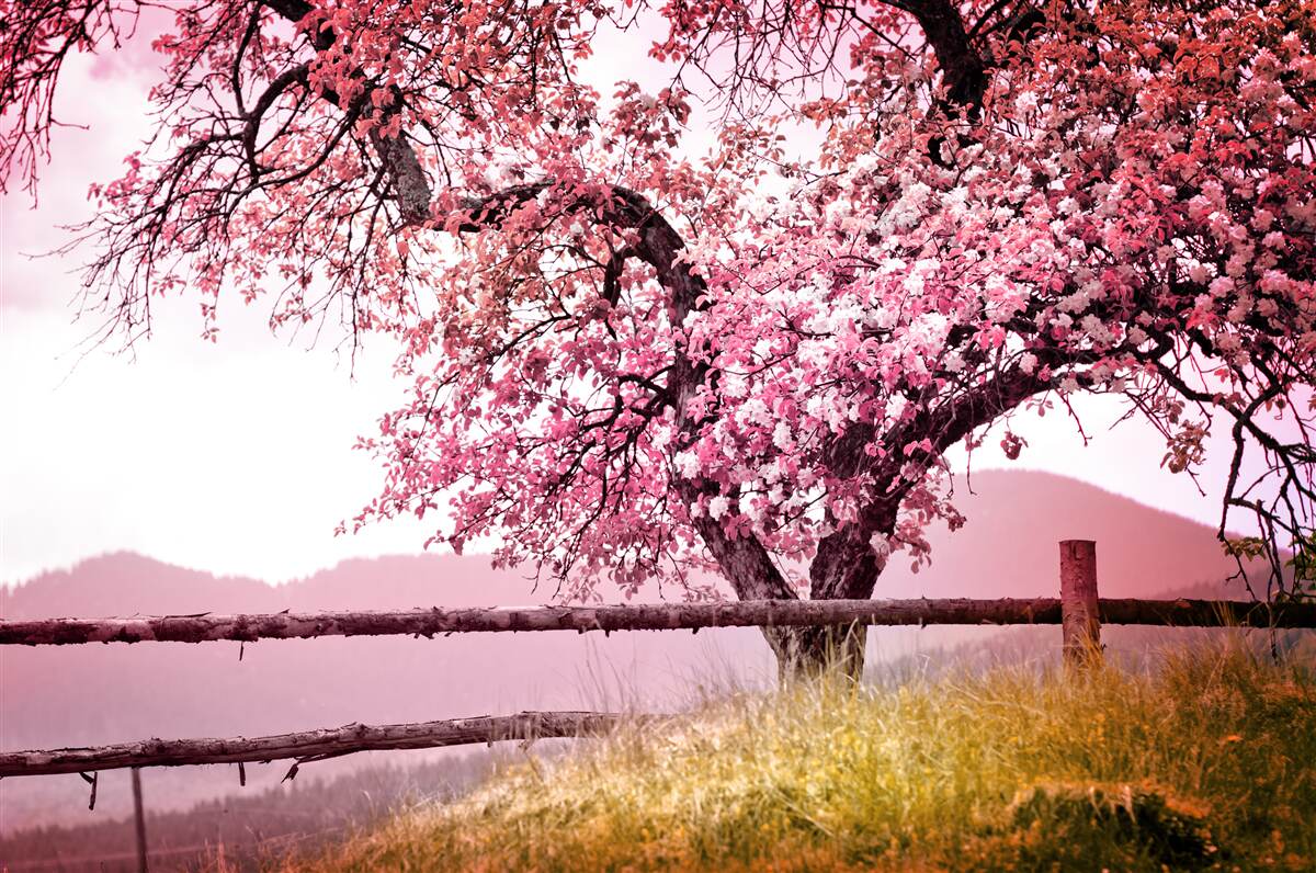 Fototapeten Ein blühender Sakura -Baum