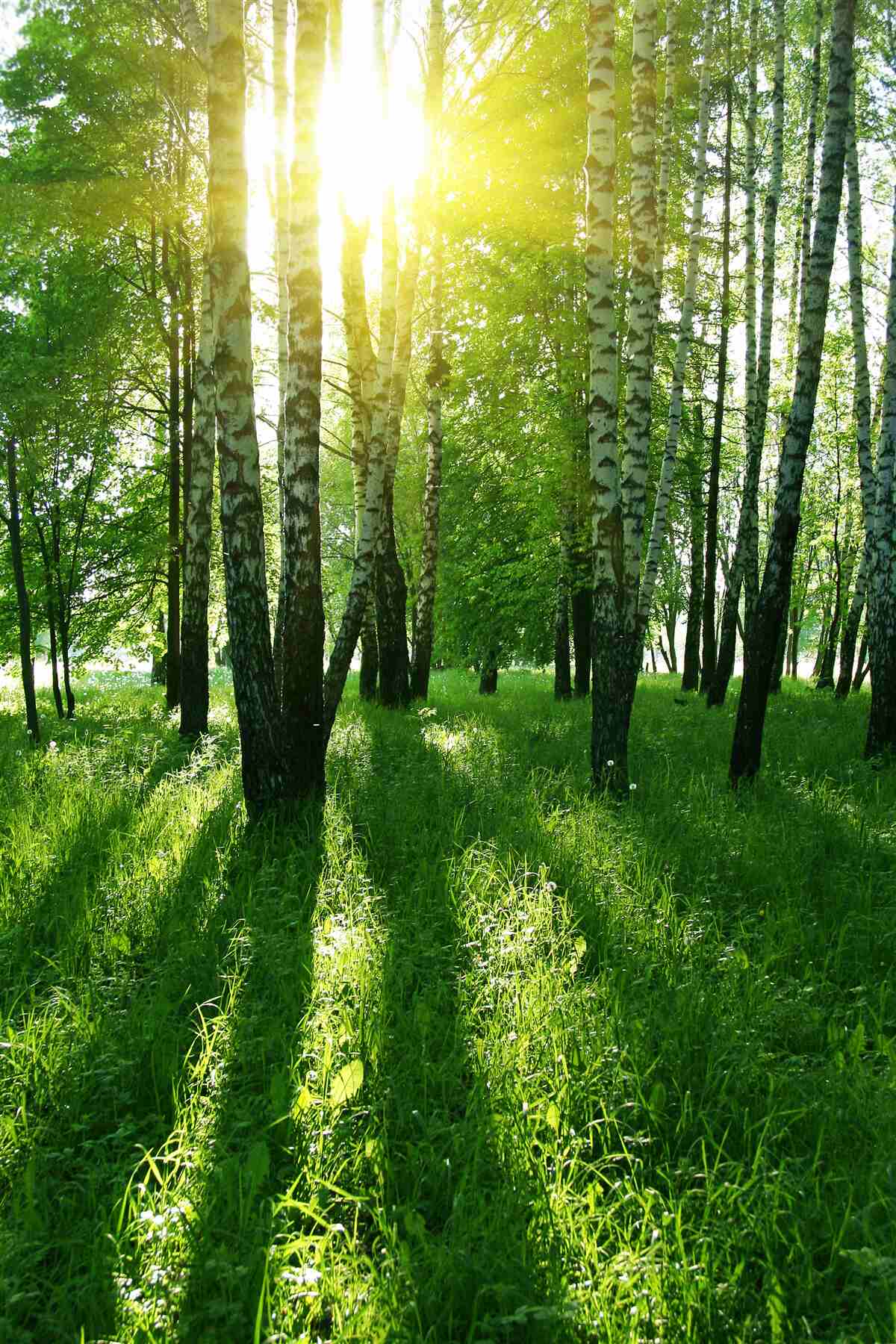 Fototapeten Morgen im Wald