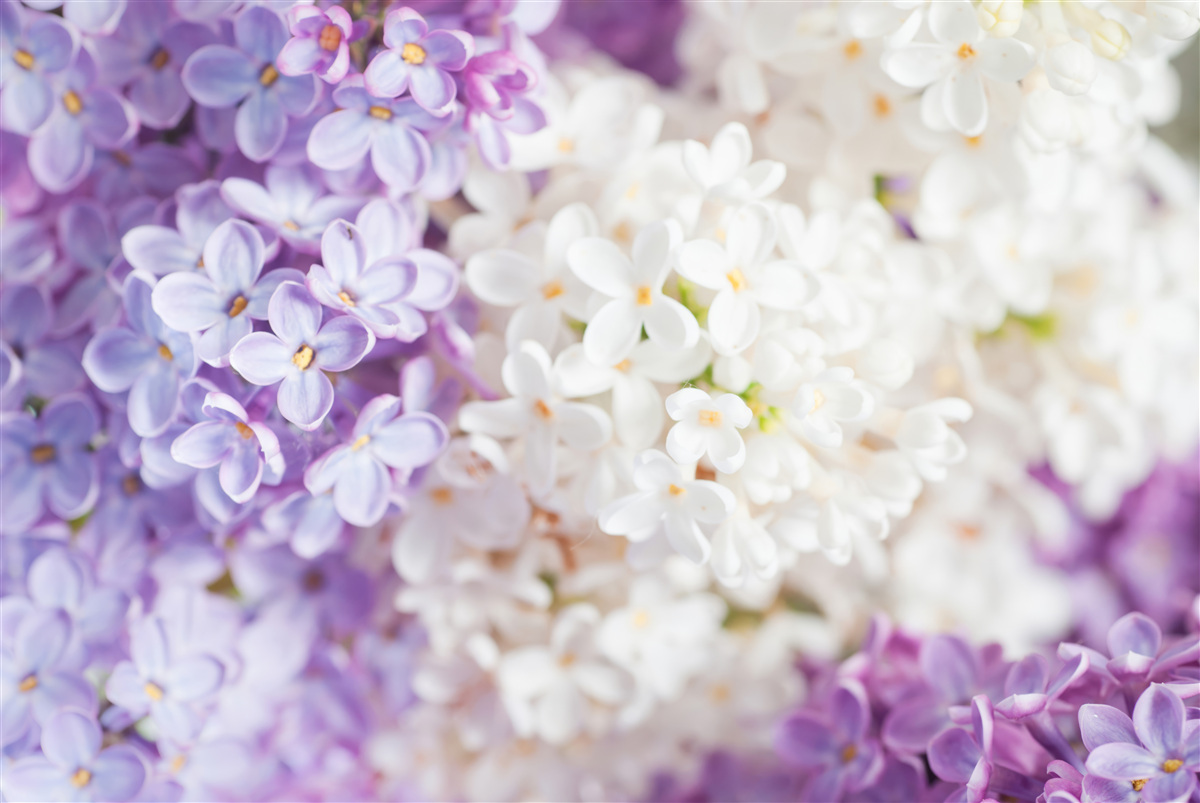 Fototapeten Lilacs blühen im Frühling