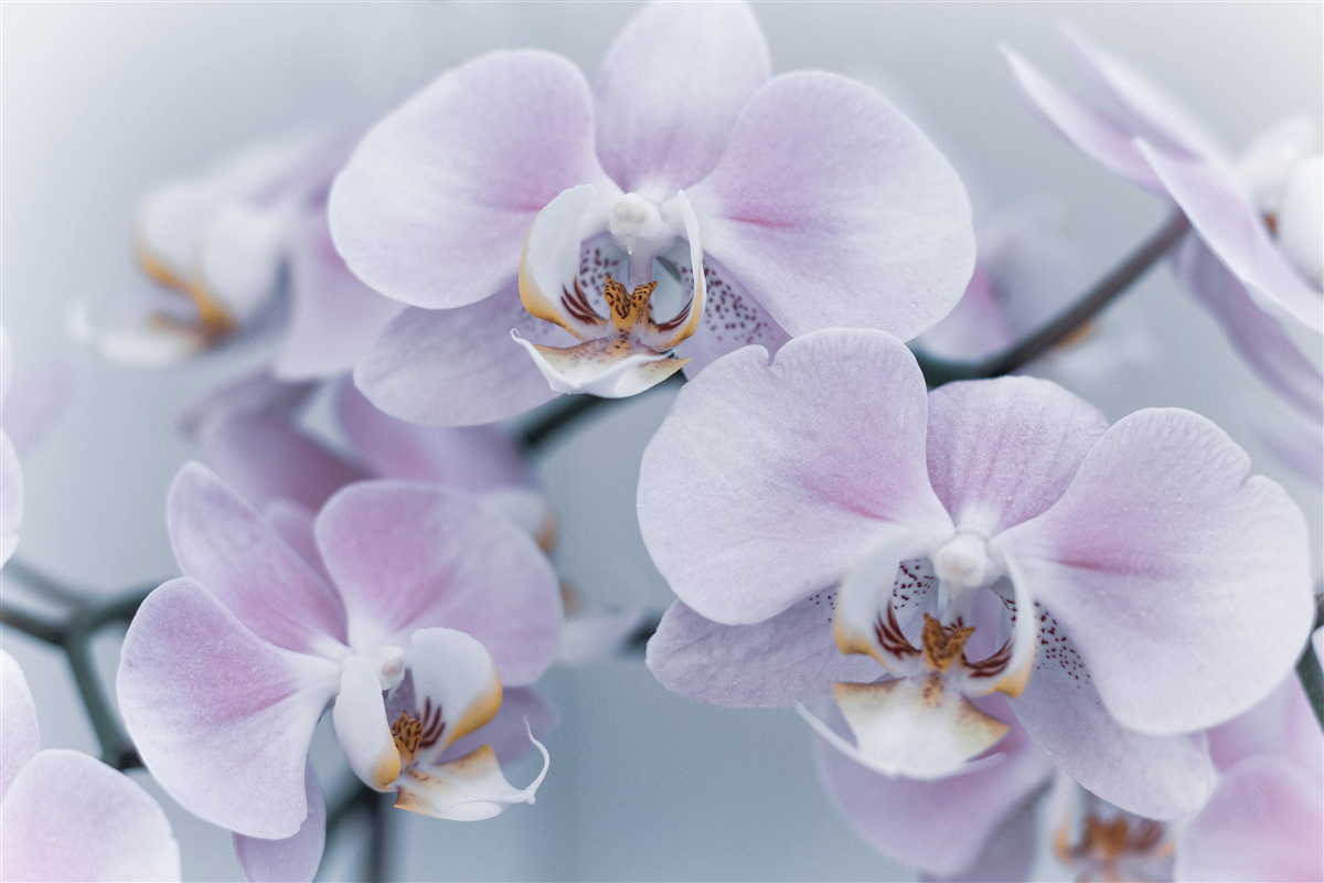 Fototapeten Große Orchideenblüten