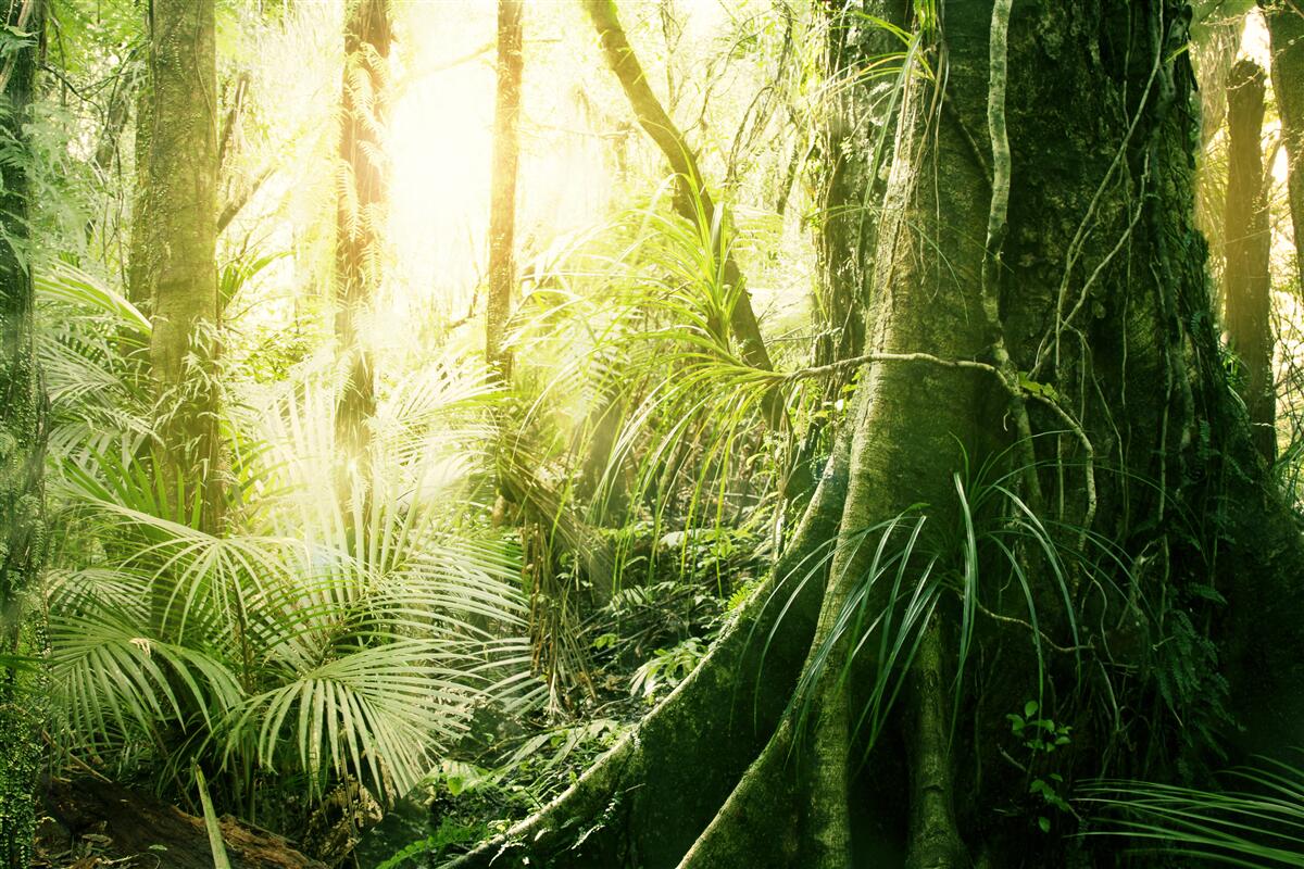 Fototapeten Leichte Strahlen durchdringen in den feenhaltigen Wald