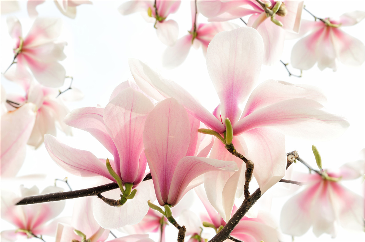 Fototapeten Blühende Magnolien