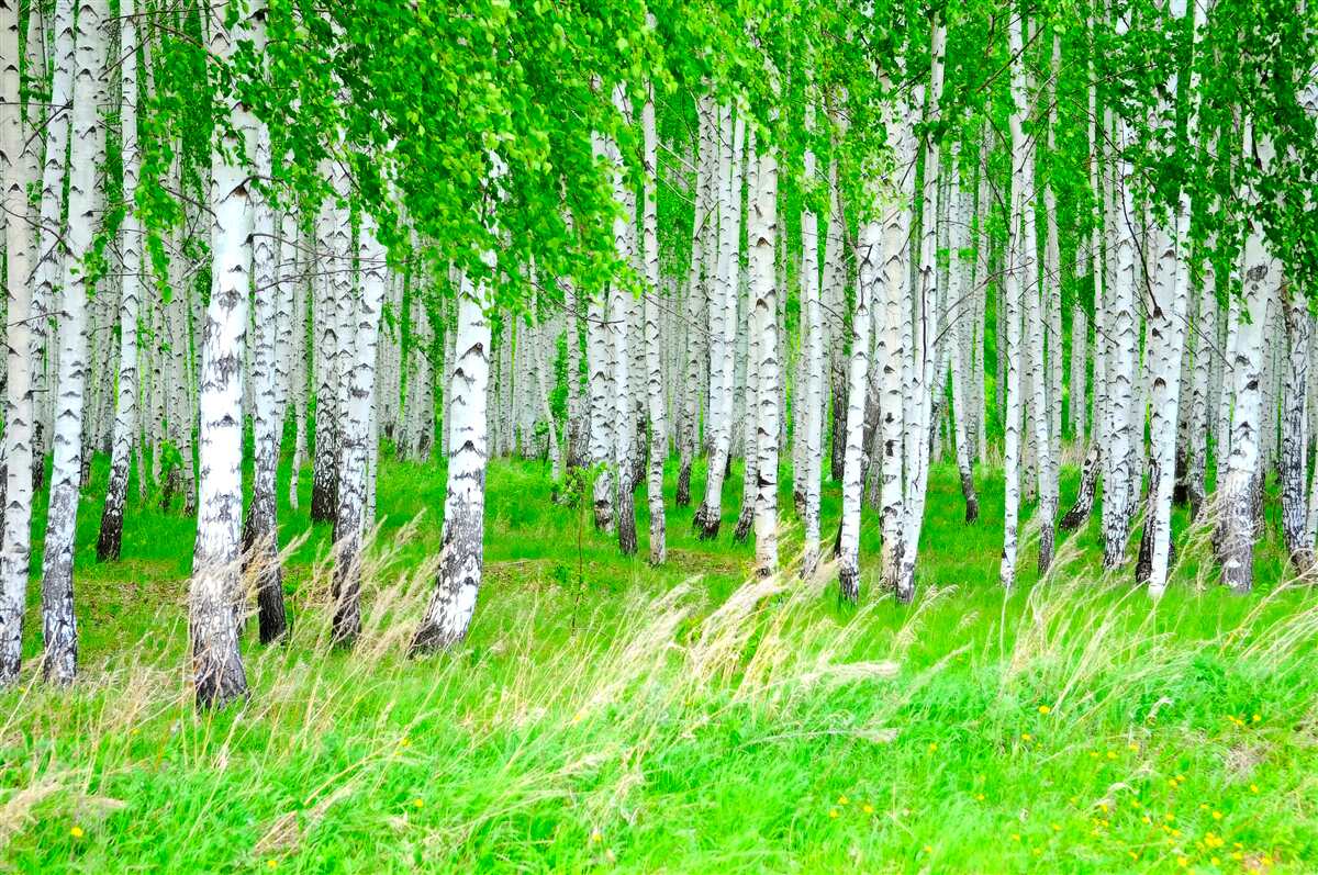 Fototapeten Feld mit Birken im Hintergrund