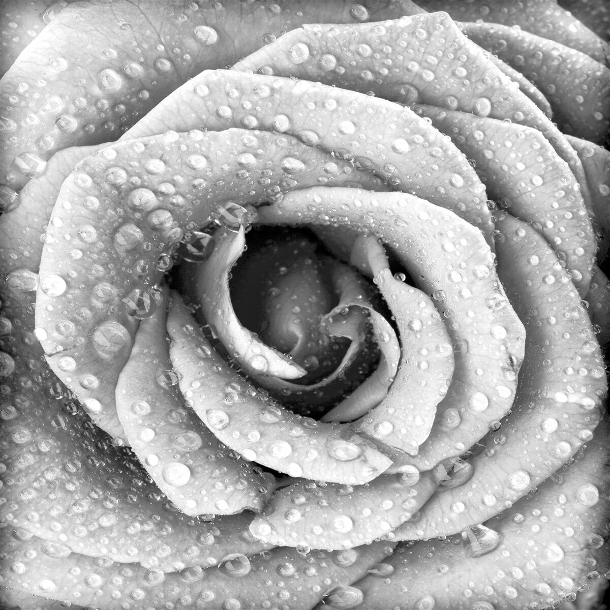 Fototapeten Rose in Schwarz und Weiß mit Tropfen