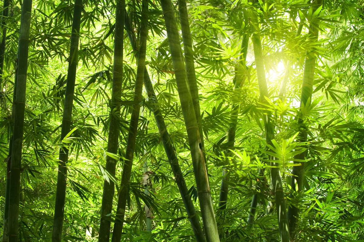 Fototapeten Die Sonne versucht durch einen dichten Wald zu durchdringen
