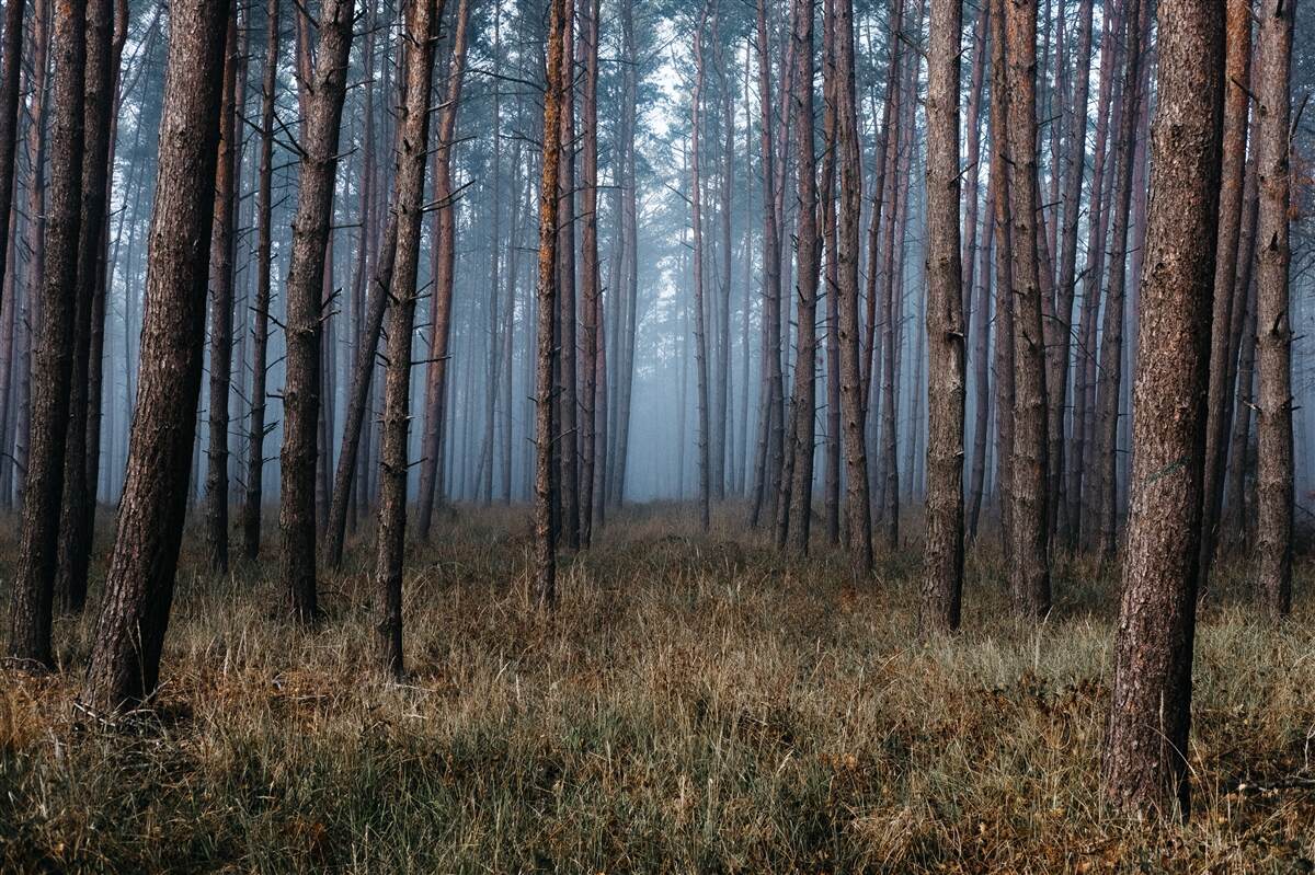 Fototapeten dunkler Kiefernwald
