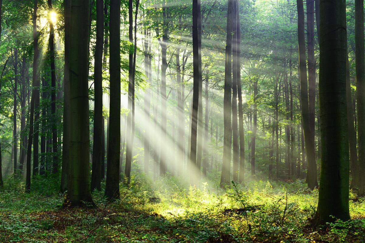Fototapeten Morgenwald