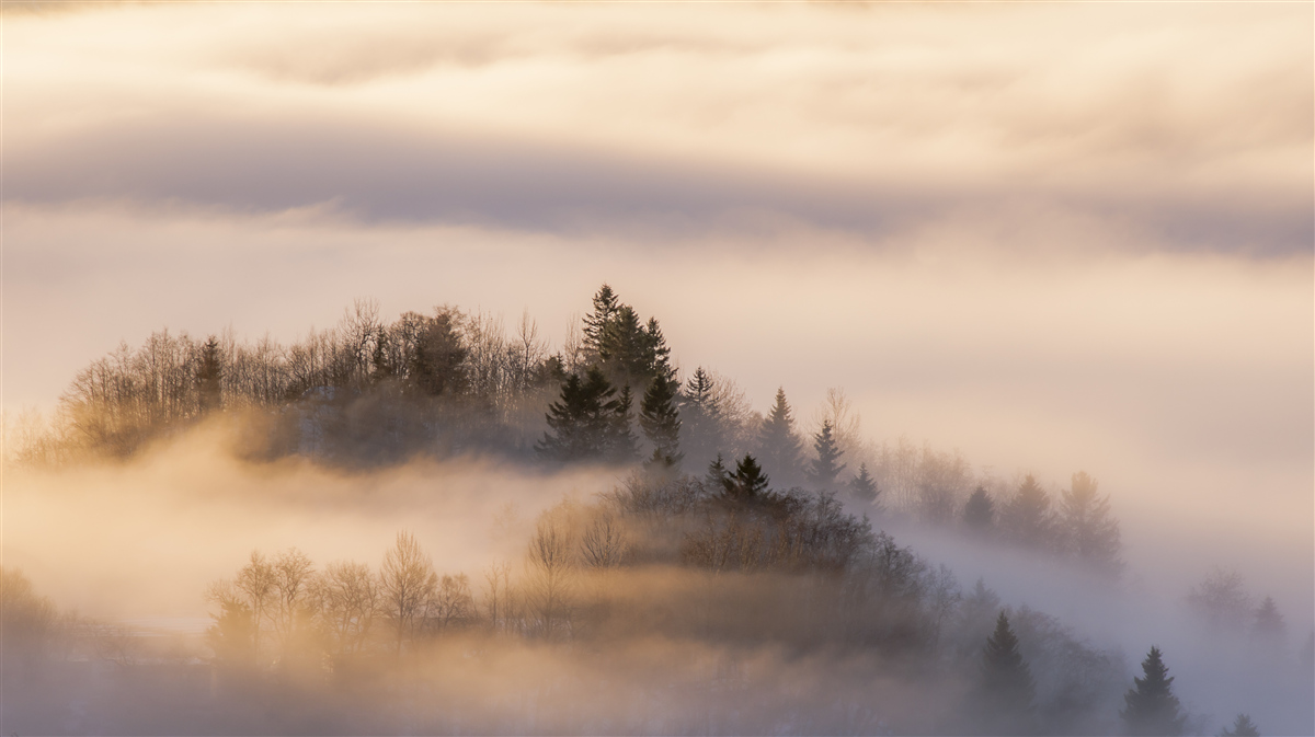 Fototapeten Dicker Nebel unter Bäumen