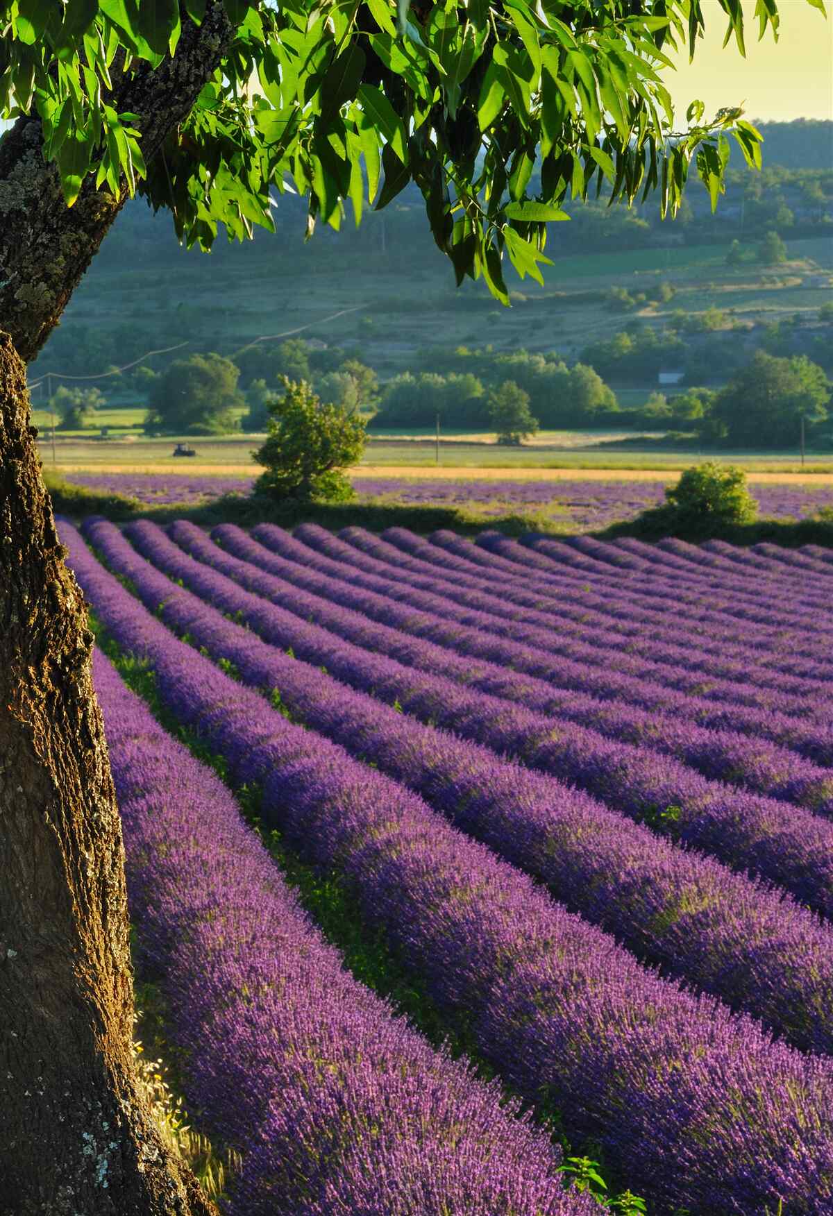 Fototapeten Feldduftung mit Lavendel