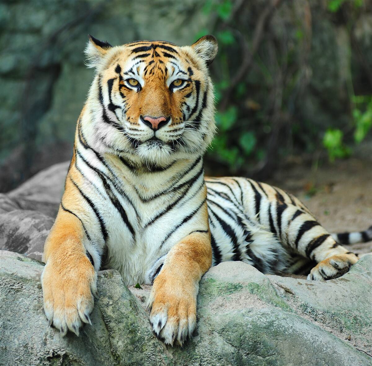 Fototapeten Ein wunderschöner Tiger im Urlaub